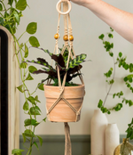 Let's Hang Plant Hanger